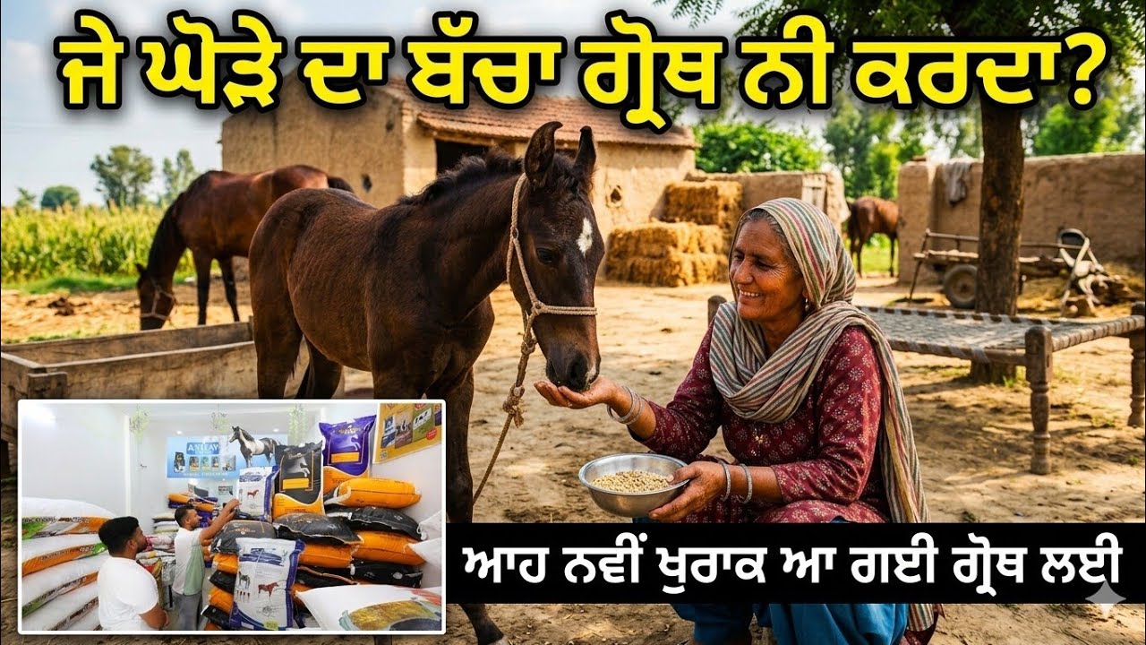 ⁣ਘੋੜੇ ਦੇ ਬੱਚੇ ਦੀ ਗ੍ਰੋਥ ਲਈ ਨਵੀਂ ਖੁਰਾਕ ਆ ਗਈ,,ਇਸ ਕੋਈ ਐਸੀ ਚੀਜ਼ ਨਹੀਂ ਜੋ ਨੁਕਸਾਨ ਕਰੇ 