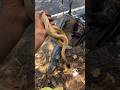 कितना 🥰खूबसूरत साप है ❤️🐍🙏😍