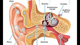 The Structure of the Ear & How We Hear | Understanding Your Hearing System 🎧👂