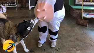 Hilarious Pet Videos #1 -  Funny Animal Videos 2022 - Life Pawty by Life Pawty 600,964 views 1 year ago 11 minutes, 14 seconds