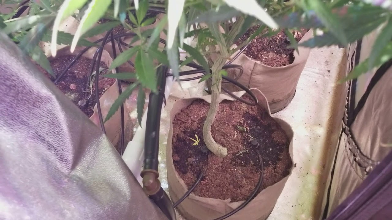 Grow tent update 3x3 with optic4 (week 1 of flower)