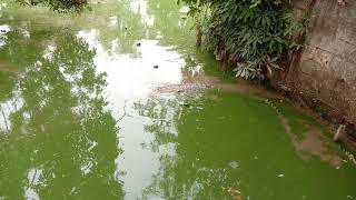 BUAYA TERBESAR DI BALIKPAPAN #teritip crocodile farm