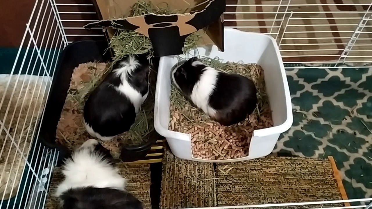 Guinea pigs snack time YouTube