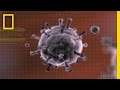 Virus Crisis | National Geographic