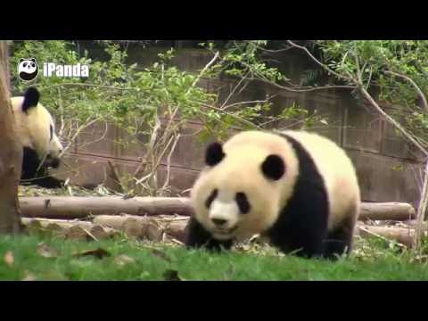I know I am fat, but I run fast!