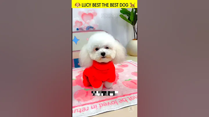 लूसी के प्यारे प्यारे कपड़े 🐶 Cutest Fluffy White Dog Funny Short #whitepuppy #petclothes