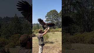 V.U.E.L.O. - Aves rapaces