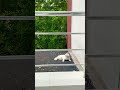Lay there, licked it, and left😻, Orada uzandım, yaladım ve gittim