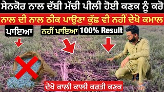 Sada Kisan Ghol ਦਖ ਕਣਕ ਤ ਸਡ ਕਸਨ ਘਲ ਦ ਹਰਨ ਜਨਕ ਨਤਜ