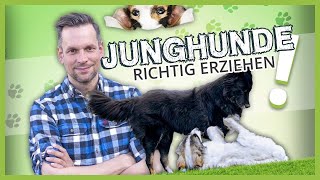 JUNGHUNDE richtig erziehen ► Was wir von Hunden lernen können