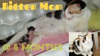 Calico Kitten Giving Birth To  3 Kittens by Cat Covid Un 8,699 views 3 years ago 8 minutes, 45 seconds