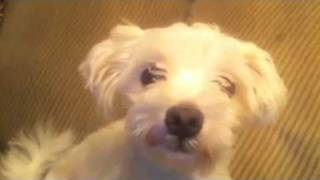 Alfredo the dog 2