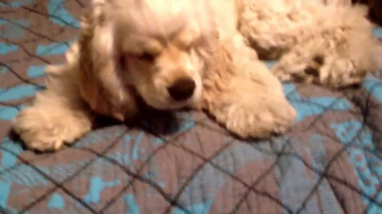 Pets 101 the cocker Spaniel YouTube