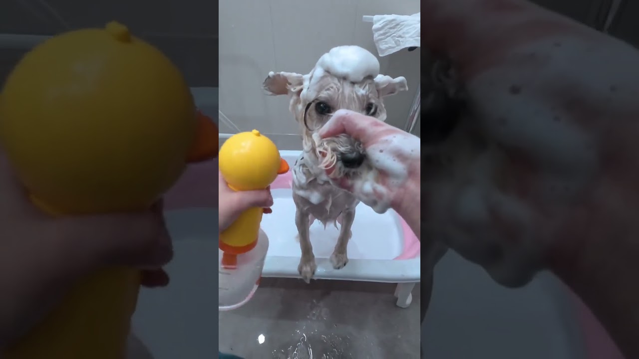 Daily Cutie Puppy Diary 🐾 - Adorable Pet Moments Captured