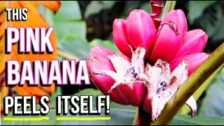 PINK BANANA - The Hairy Banana That Peels Itself! (Musa velutina) - Weird Fruit Explorer