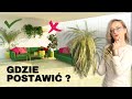 Gdzie i jak ustawiać ROŚLINY w domu, mieszkaniu ?