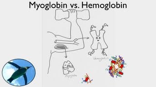 Myoglobin Vs. Hemoglobin Physiology