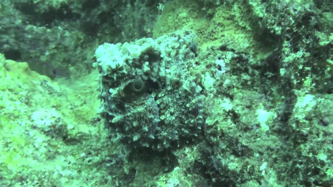 Terry Lilley Cruising with the Kauai Octopus YouTube