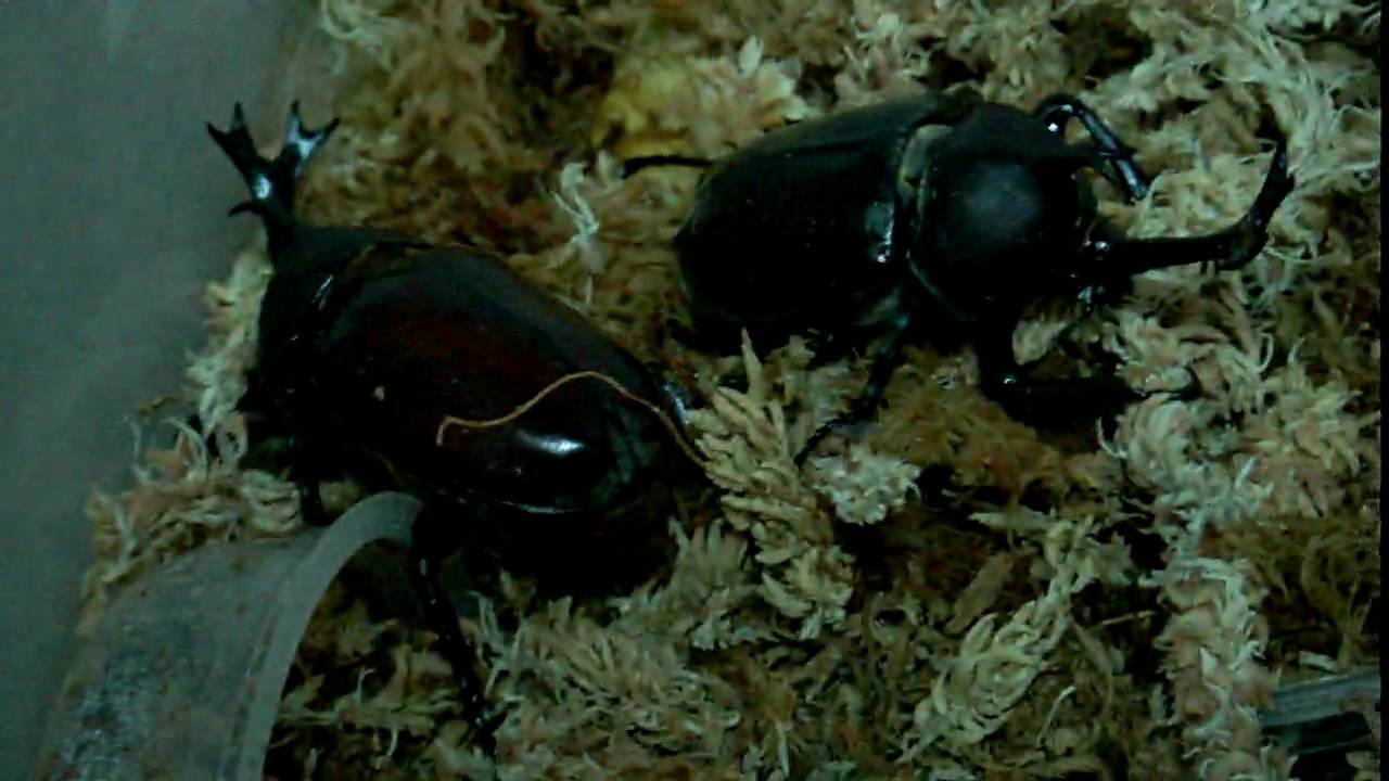 Allomyrina Dichotoma