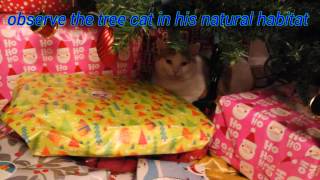 TREE CAT