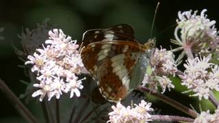 White Admiral, Angiddy Valley, Wales in 4K