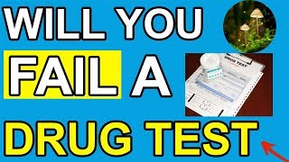 Will Microdosing Magic Mushrooms Cause You To Fail A Drug Test? (MUST KNOW) Drug Test For Psilocin
