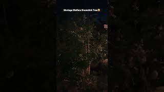 Moringa Oleifera Drumstick Tree Malunggay