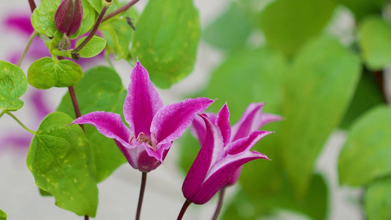 Faszination Clematis. Vielseitige Kletterpflanzen mit besonderen Ansprchen