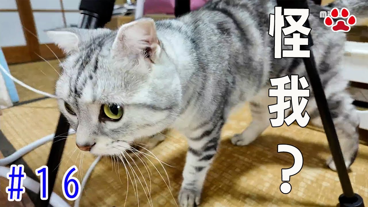 怪我？足をかばうアリスを、子猫たちがそばで見守っていた【瀬戸の3兄弟日記】