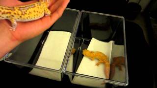Super Giant Leopard Gecko vs Normal Sized - Super Giant Tremper Sunglow and Radar