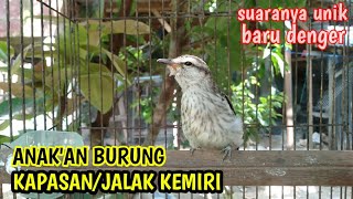 SUARA ANAKAN BURUNG KAPASAN KEMIRI ,,ternyata suaranya unik