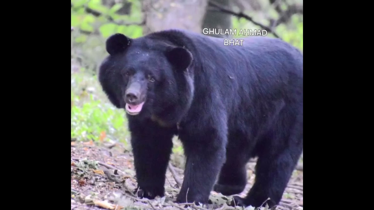 Dachigam National Park, located near Srinagar in Jammu and Kashmir, 