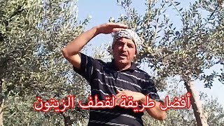 أفضل طريقة لقطف الزيتون .How to harvest olives