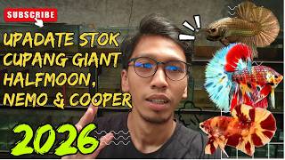 STOCK BARU 2026! Cupang Giant Halfmoon, Nemo & Cooper Ukuran Gahar!