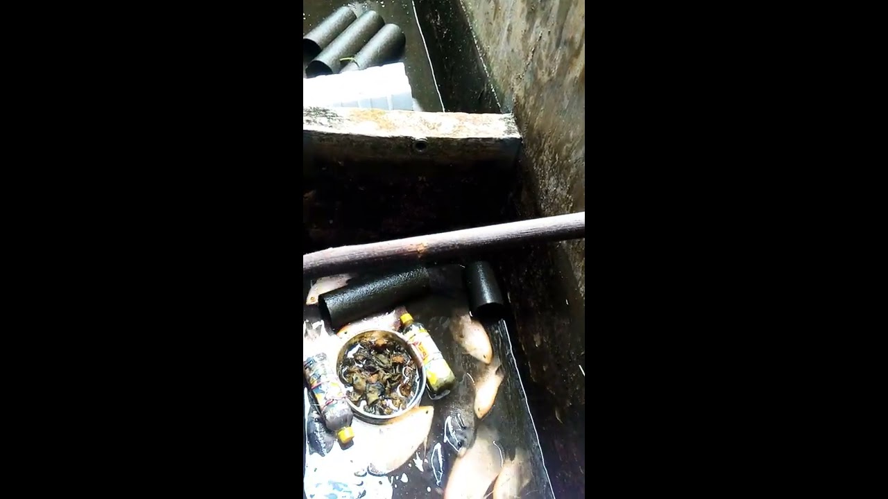 Budidaya ikan di lahan sempit 