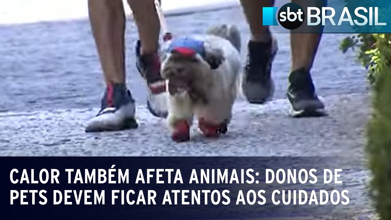 Calor também afeta animais: donos de pets devem ficar atentos aos cuidados | SBT Brasil (23/09/23)