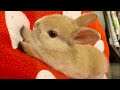 #70① 【新しい家族】我が家の天使がやって来た！ぽっけの子供うさぎ時代をお届けします！Our angel has arrived! The era of Pokke's child rabbit!