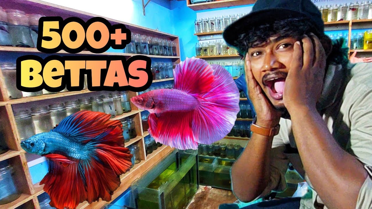 500+ Bettas in one shop in Madurai 😍🔥| SAFIQ'S THOUGHT |