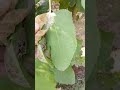 "Growing Citrus and Fig Trees - Early FruitStage | Home Gardening Tips"and care peach 🍑trees#smart
