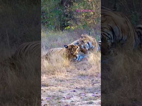 Last Video Of Tigress Sharmili Mating With Tiger Shambu Tadoba Wildlife Wildlifephotography 