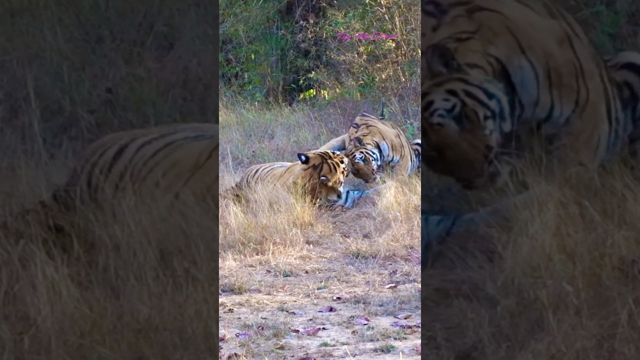 Last video of Tigress Sharmili | Mating with 