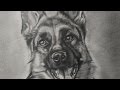Drawing a Dog - German shepherd - Realistic Drawing Drawing a Dog - German shepherd - Realistic Drawing