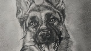Drawing a realistic german shepherd dog with graphite pencils. 5b and
2b faber castell i hope you like it please share leave your comments.
...
