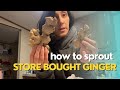 HOW TO START STORE BOUGHT GINGER AT HOME | Propagating GINGER and other ROOTS and HERBS