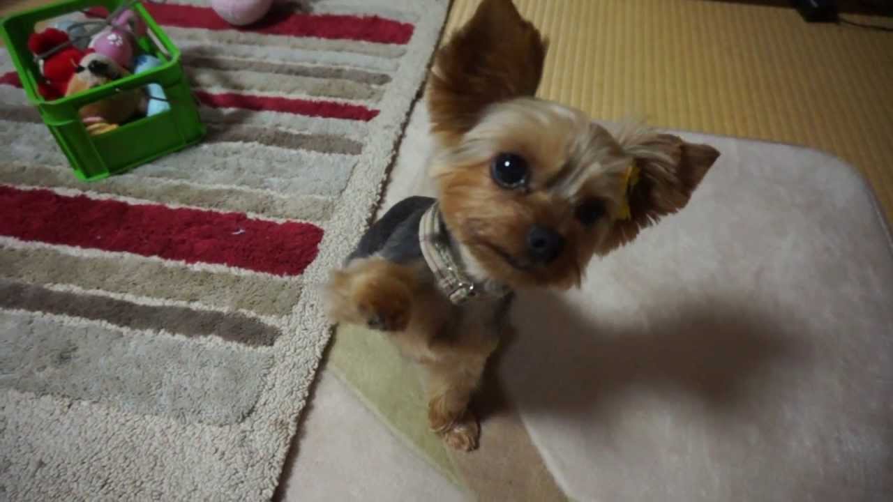 ヨークシャテリアの花菜ちゃん 可愛いお手が出来ます 犬動画 かわいい犬 わんこ 紹介 かわいい犬動画 W