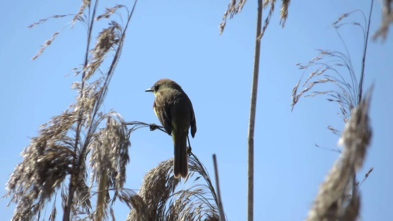 Pájaro amarillo, Pseudocolopteryx flaviventris, Warbling doradito