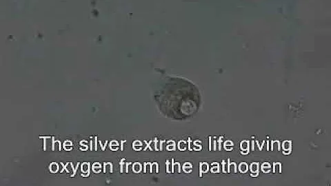 Bacteria Killed By nano particle Colloidal Silver under microscope