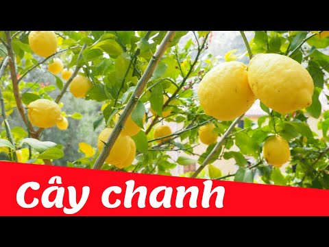 Video Dạy bé học nhận biết cây ăn quả tiếng việt | cây chanh... - youtube