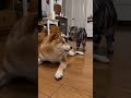しめしめ、いたずらするニャン!寝ている柴犬のしっぽにいたずらしてしたり顔の猫。