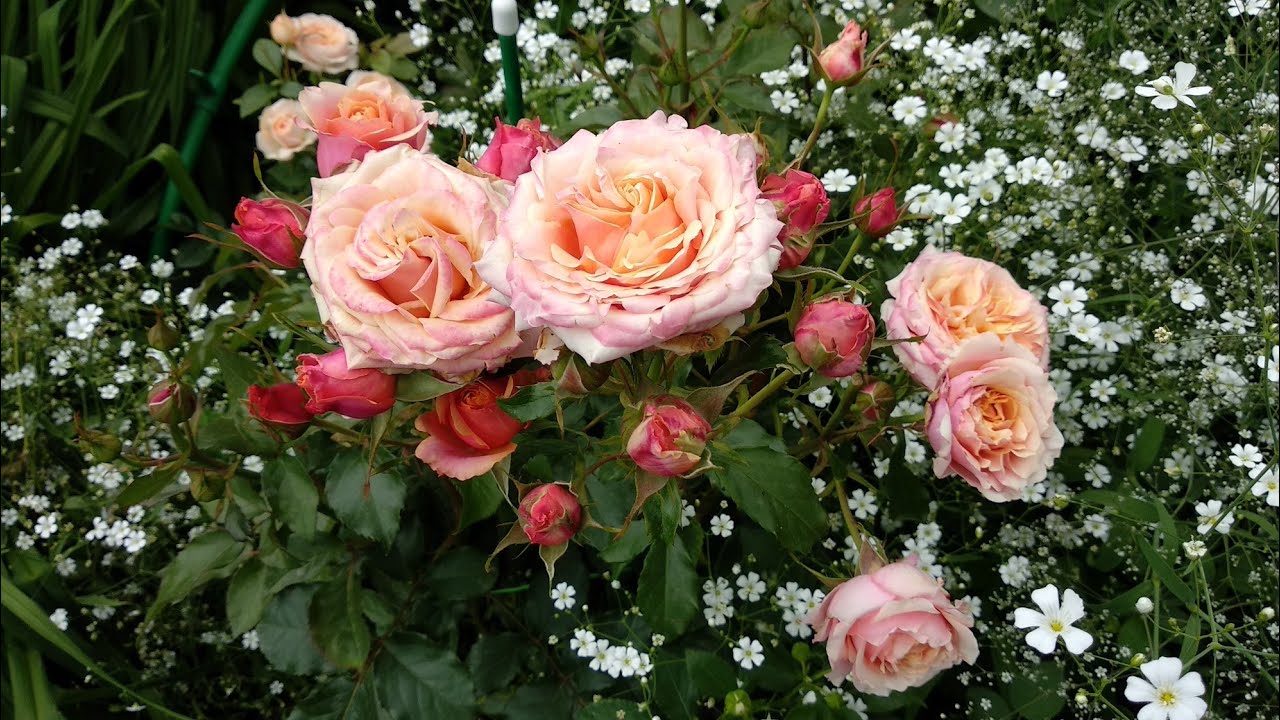 Смотреть видео